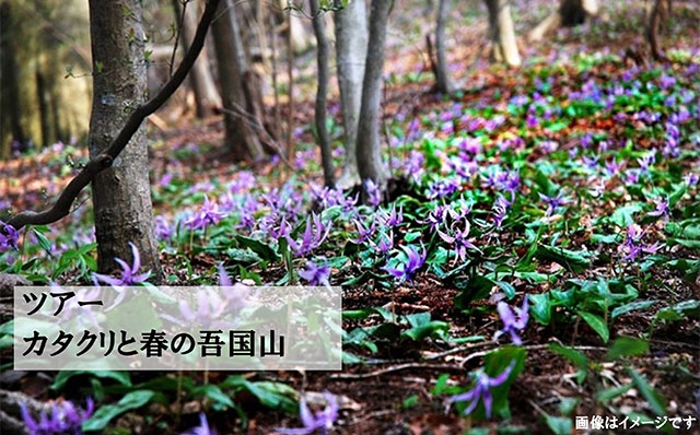 巡って学ぼう！筑波山地域ジオパーク【笠間市編】カタクリと春の吾国山